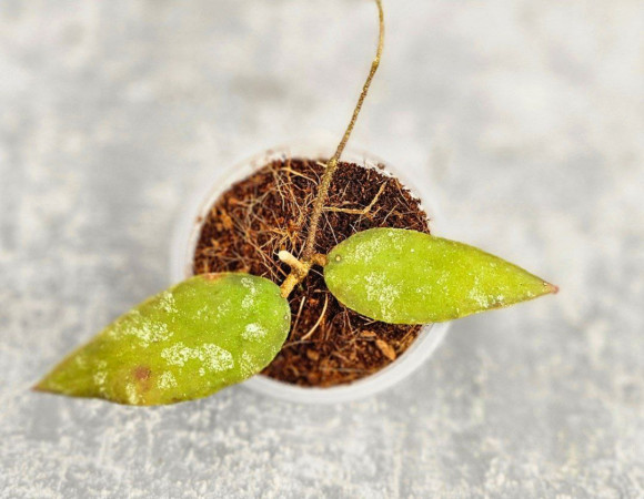 Hoya Caudata Aceh Red Leaf Hoya Caudata Aceh Red Leaf