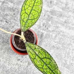 Hoya Clemensiorum Aceh #023                                                  