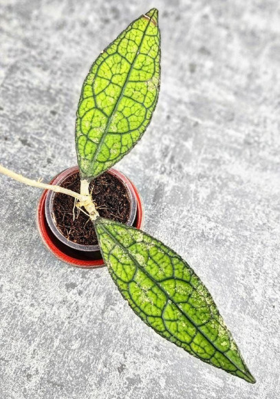 Hoya Clemensiorum Aceh #023                                                  