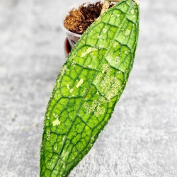 Hoya Clemensiorum Aceh ar #077