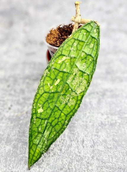 Hoya Clemensiorum Aceh ar #077 Hoya Clemensiorum Aceh ar #077