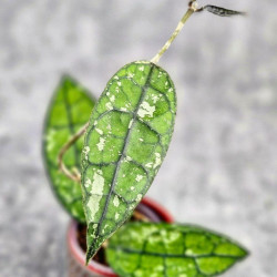 Hoya Clemensiorum Borneo #001   