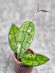 Hoya Clemensiorum Borneo #001   