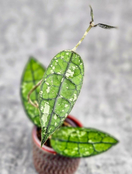 Hoya Clemensiorum Borneo #001   
