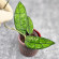 Hoya Clemensiorum Borneo #001   