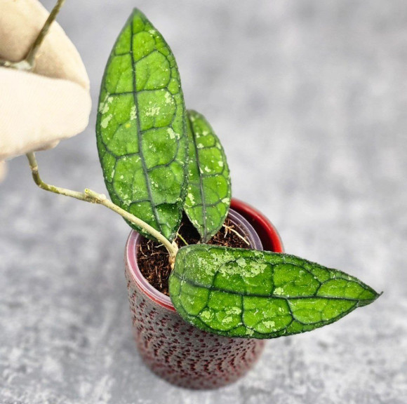 Hoya Clemensiorum Borneo #001 Hoya Clemensiorum Borneo #001