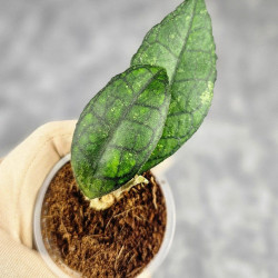 Hoya Clemensiorum Sarawak #002  