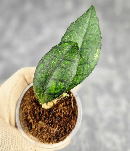 Hoya Clemensiorum Sarawak #002  