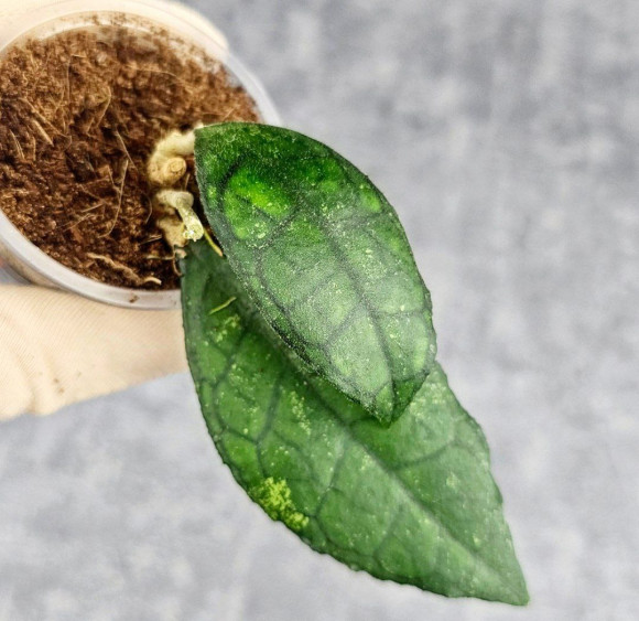 Hoya Clemensiorum Sarawak #002  