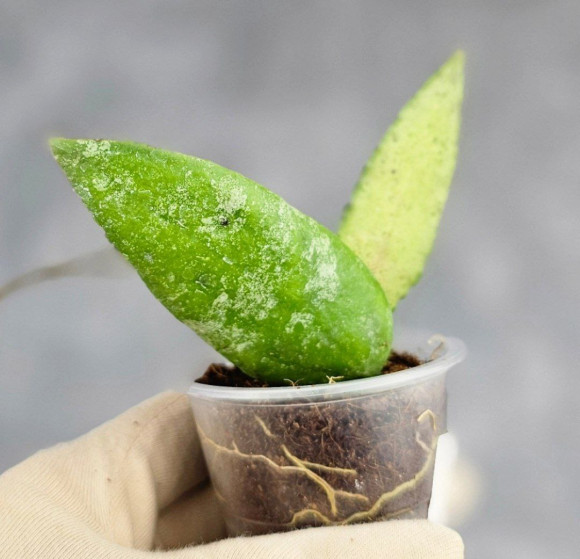 Hoya Caudata Aceh Hoya Caudata Aceh