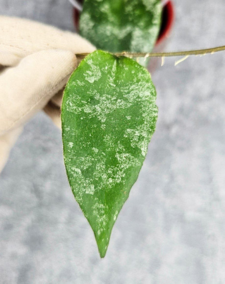 Hoya Caudata Aceh Splash Hoya Caudata Aceh Splash