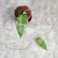 Hoya Caudata Aceh Splash 