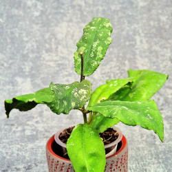 Hoya Undulata Red Leaf  