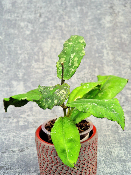 Hoya Undulata Red Leaf  