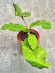 Hoya Undulata Red Leaf  