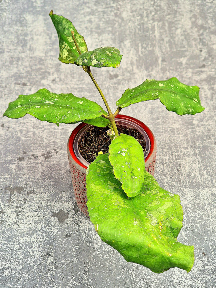 Hoya Undulata Red Leaf Hoya Undulata Red Leaf
