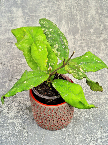 Hoya Undulata Red Leaf Hoya Undulata Red Leaf