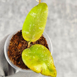 Hoya Caudata Aceh Red Leaf    