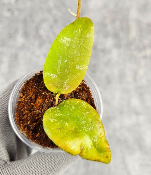 Hoya Caudata Aceh Red Leaf    