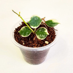 Hoya Curtisii Albo  