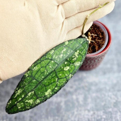 Hoya Clemensiorum Aceh #023                                                   