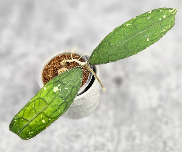 Hoya Clemensiorum Aceh ar #082