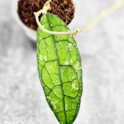 Hoya Clemensiorum Borneo #001 