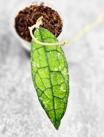 Hoya Clemensiorum Borneo #001 