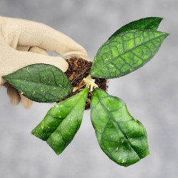 Hoya Clemensiorum Sarawak #002   