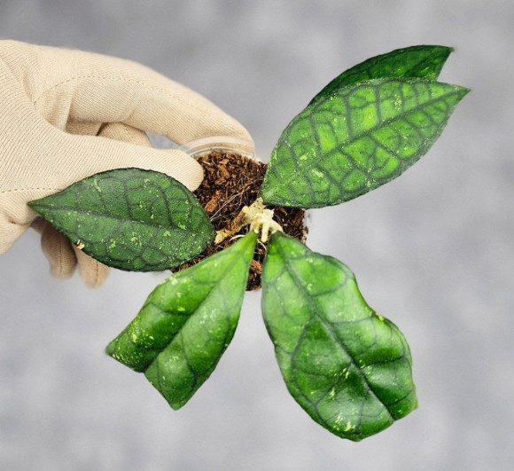 Hoya Clemensiorum Sarawak #002   