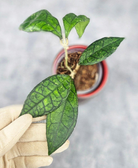 Hoya Clemensiorum Sarawak #002   