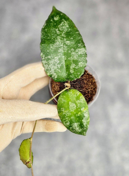 Hoya Caudata Aceh Splash Hoya Caudata Aceh Splash