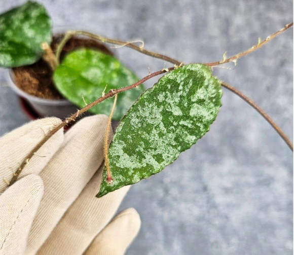 Hoya Caudata Aceh Splash Hoya Caudata Aceh Splash