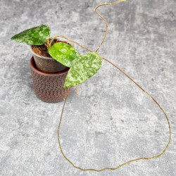 Hoya Caudata Aceh Splash 