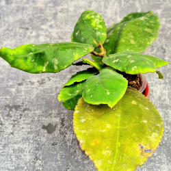 Hoya Undulata Red Leaf 