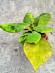 Hoya Undulata Red Leaf 