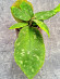 Hoya Undulata Red Leaf 