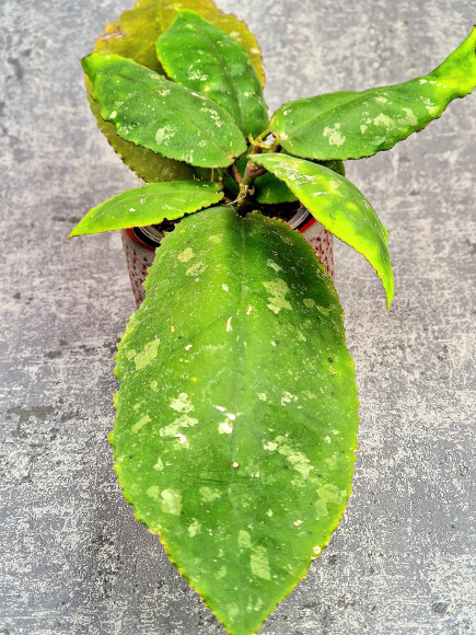 Hoya Undulata Red Leaf Hoya Undulata Red Leaf