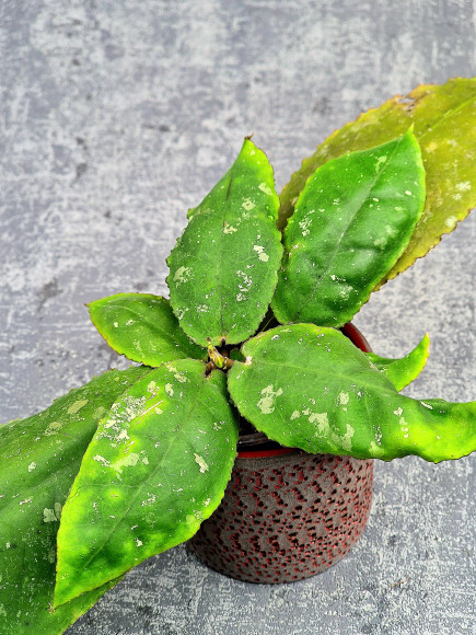 Hoya Undulata Red Leaf Hoya Undulata Red Leaf