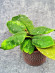 Hoya Undulata Red Leaf 