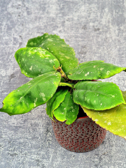 Hoya Undulata Red Leaf Hoya Undulata Red Leaf
