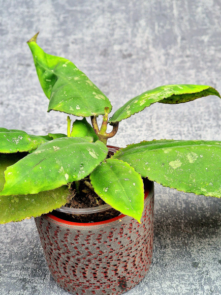 Hoya Undulata Red Leaf Hoya Undulata Red Leaf