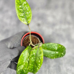 Hoya Sp Aceh Air Suri  