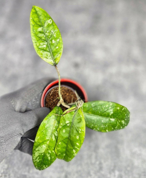 Hoya Sp Aceh Air Suri Hoya Sp Aceh Air Suri