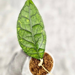 Hoya Sp. Aceh NAD 008 