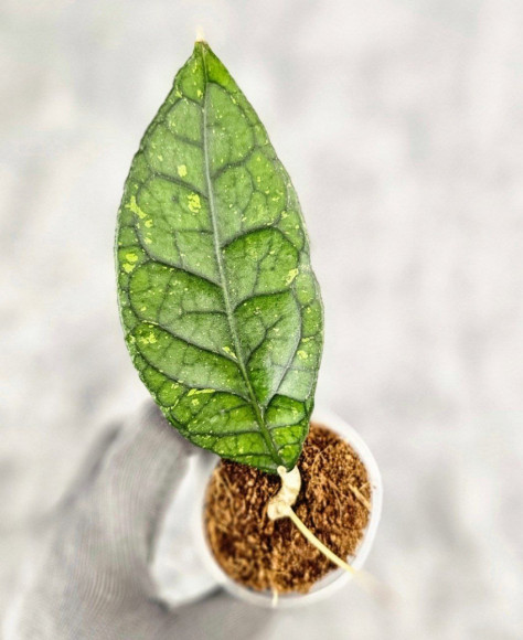 Hoya Sp. Aceh NAD 008 