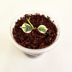 Hoya Curtisii Albo  