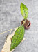 Hoya Clemensiorum Aceh #023                                                    