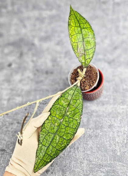 Hoya Clemensiorum Aceh #023                                                    