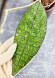 Hoya Clemensiorum Aceh #023                                                    